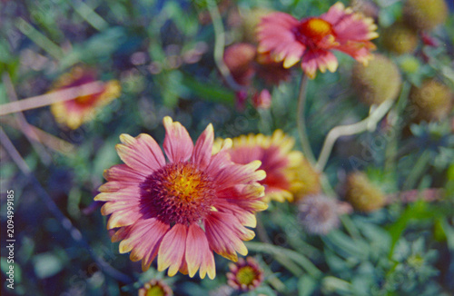 Gaillardia flowers on green background