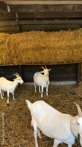 White goats standing on straw in rustic farm barn