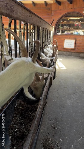 Horned white goats feeding at trough in rustic barn