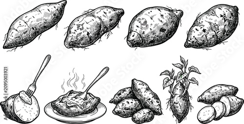 A detailed collection of hand-drawn sweet potato illustrations featuring whole tubers, cooked dishes, and sprouting plant roots