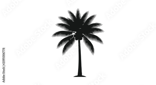 Schilderij op canvas Tropical palm tree with fronds and coconuts black silhouette coconut frond
