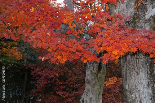 Photography Colorful red Japanese maple foliage in the fall