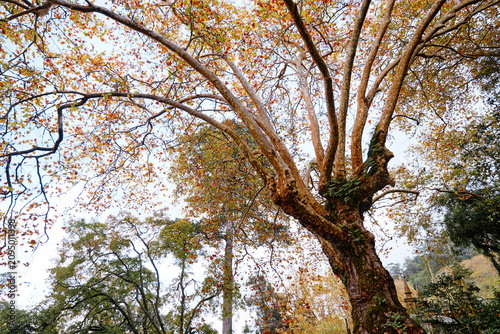 Majestic tree canopy with multicolored autumn leaves reaching toward the sky.