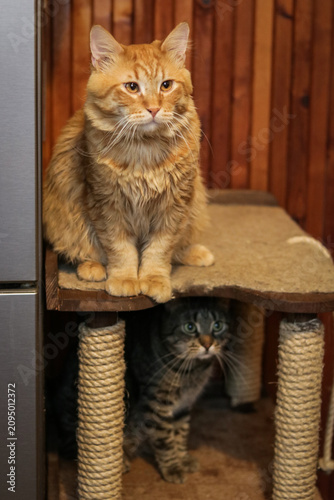 a pair of house cats waiting to be petted