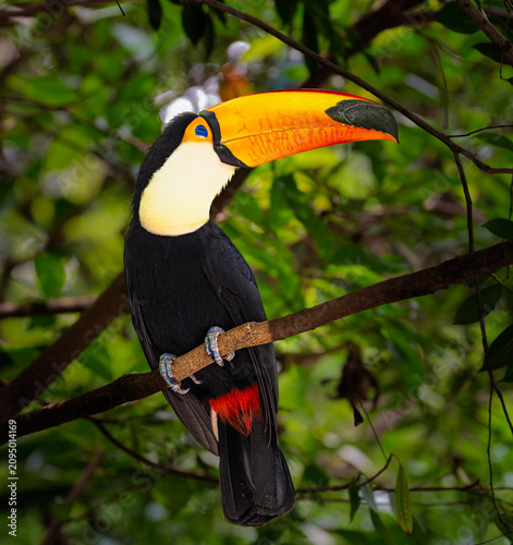 Toco Toucan perching on branch in green rainforest