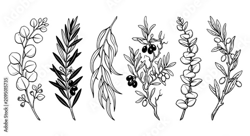 Photography herb branches, botanical herbs, olive branches, eucalyptus branches, medicinal h