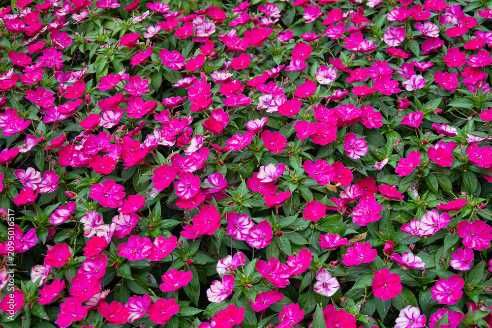 Fototapeta premium Full frame background of vibrant pink and white impatiens flowers