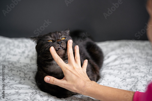 Foto A black cat bares its teeth and bites a person's hand on a patterned bed, capturing a moment of playful aggression and pet behavior during an unexpected interaction between owner and feline
