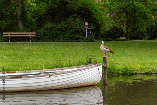 Obraz na plátně An Egyptian goose, Alopochen aegyptiaca, stands on a wooden mooring post beside a white rowboat secured with a chain