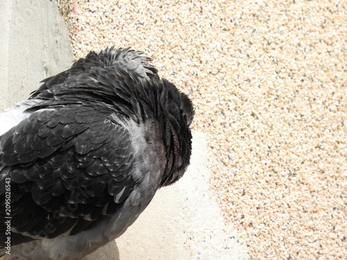 Natural beautiful wild pigeon photo	