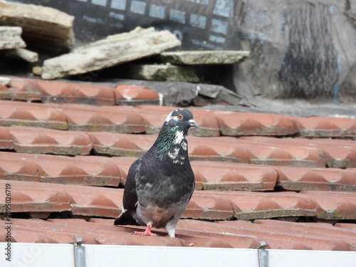 Natural beautiful wild pigeon photo	