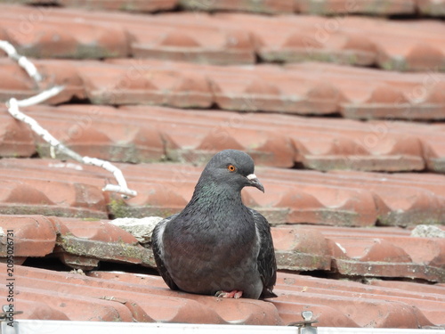Natural beautiful wild pigeon photo	