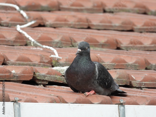 Natural beautiful wild pigeon photo	