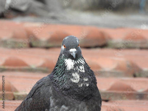 Natural beautiful wild pigeon photo	