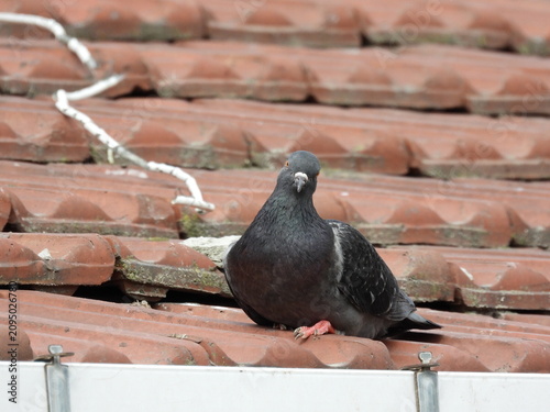 Natural beautiful wild pigeon photo	