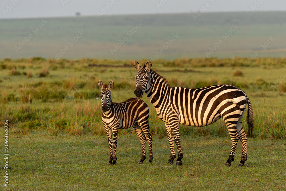 Fototapeta premium Zebra standing, just after sunrise, on the plains of the Masai Mara Game Reserve in Kenya