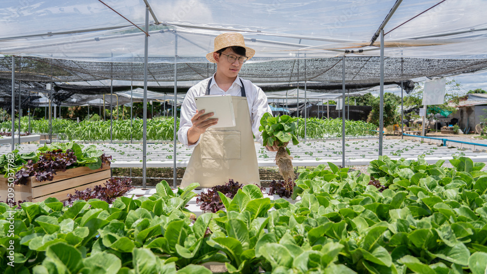 Fototapeta premium A man is standing in a greenhouse with a tablet in his hand