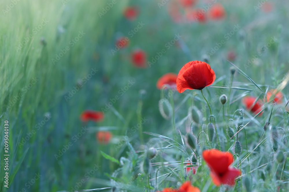 Naklejka premium fiore di papavero in primavera al tramonto