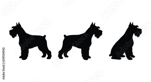 Foto Schnauzer dog silhouettes in various poses against a white background silhouette