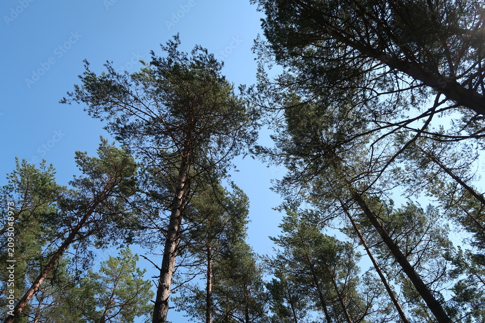 Fototapeta premium Sunny Forest in Örens Nature Reserve on Torö Island, Sweden