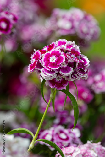 Close up of sweet William (dianthus barbatus) flowers in bloom