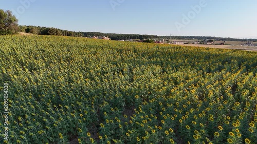 Top down aerial view of bright sunflower patterns in a farm field, summer nature