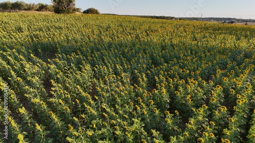 Drone flight over vast yellow sunflower crop rows at sunset, rural Greek countryside