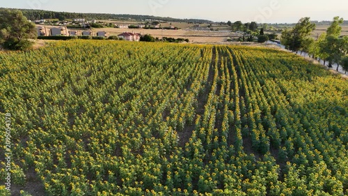 Scenic aerial landscape of agricultural sunflower plantation during golden hour, Greece