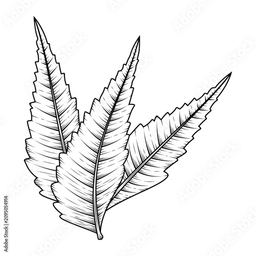 hand drawn decorative line art botanical neem leaves illustration isolated on transparent background