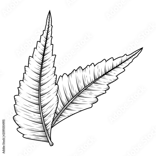 hand drawn decorative line art botanical neem leaves illustration isolated on transparent background