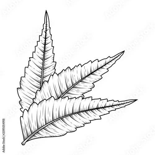 hand drawn decorative line art botanical neem leaves illustration isolated on transparent background