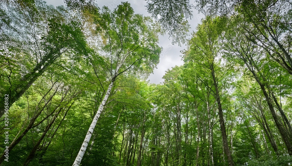 Fototapeta premium Lush Green Deciduous Trees And White Birch In Forest Canopy With Overcast Daylight Overhead