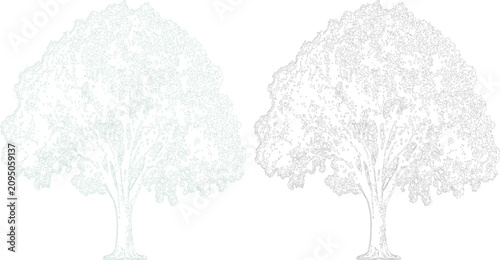 Schilderij op canvas Two detailed black and white vector outline illustrations of mature oak trees is