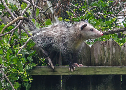 Canvastavla Opossum on a garden fence.