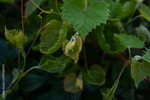 Close up of a grape leaf macro