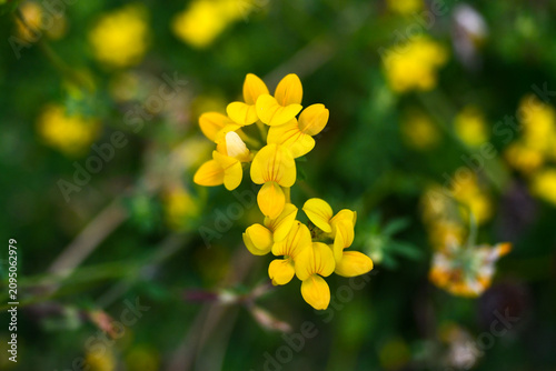 Bird's foot trefoil close-up macro