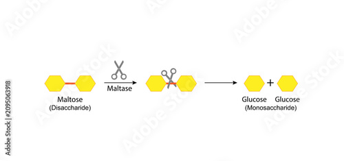 Cuadro en lienzo Carbohydrates Digestion