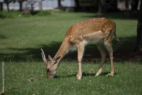Fallow deer (Lady Lady), i.e. a mammal from the deer family, feeding on green grass. The animal has a characteristic reddish-brown coat with white spots, which is typical of its summer coat.