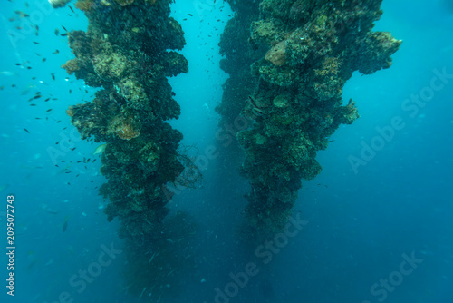 Slika na platnu Schools of tiny fish swim around coral encrusted rigging towers rising out of the murky deep from the sunken WWII shipwreck Iro Maru covered with hard and soft coral life