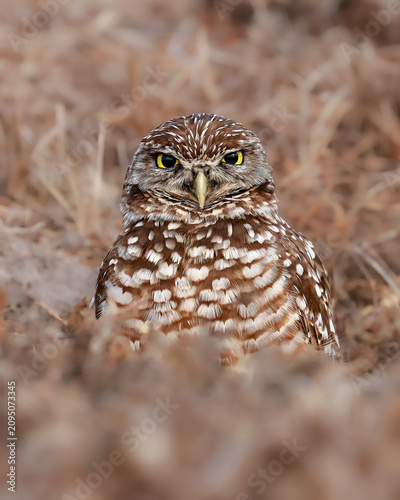 Burrowing Owl Grumpy Disapproving Judgmental Look 