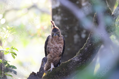 Foto Javan hawk-eagle (Nisaetus bartelsi) is a medium-sized, dark brown raptor in the family Accipitridae