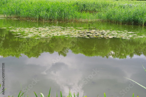 Water lily, a water plant with yellow flowers covering part of the water of the Cybina River