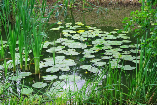 Water lily, a water plant with yellow flowers covering part of the water of the Cybina River