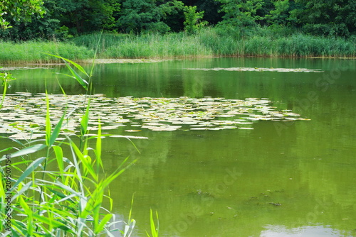Water lily, a water plant with yellow flowers covering part of the water of the Cybina River