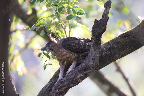 Fotografie Javan hawk-eagle (Nisaetus bartelsi) is a medium-sized, dark brown raptor in the family Accipitridae
