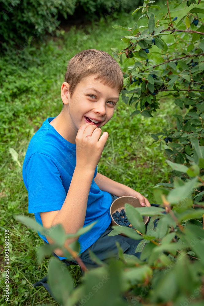 Fototapeta premium Boy Eating Fresh Honeysuckle Berries. A boy eats blue berries while sitting by a bush in a garden.