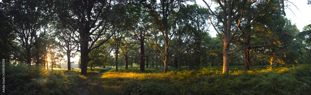 Obraz premium UK, England, London, Richmond Park pano sunset