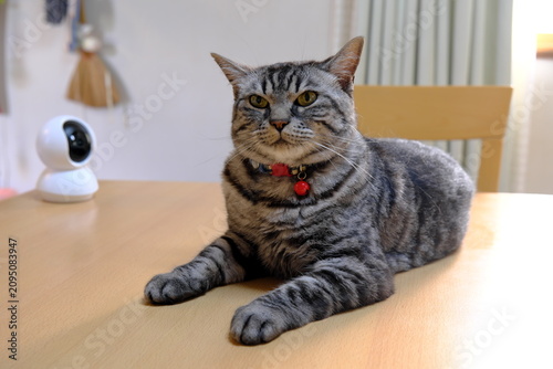 Konstfotografi お留守番用のペットカメラと猫の日常ライフスタイル風景
