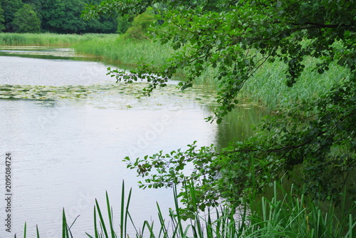 Water lily, a water plant with yellow flowers covering part of the water of the Cybina River