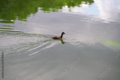 young mallard ducks swimming on the river among water lilies